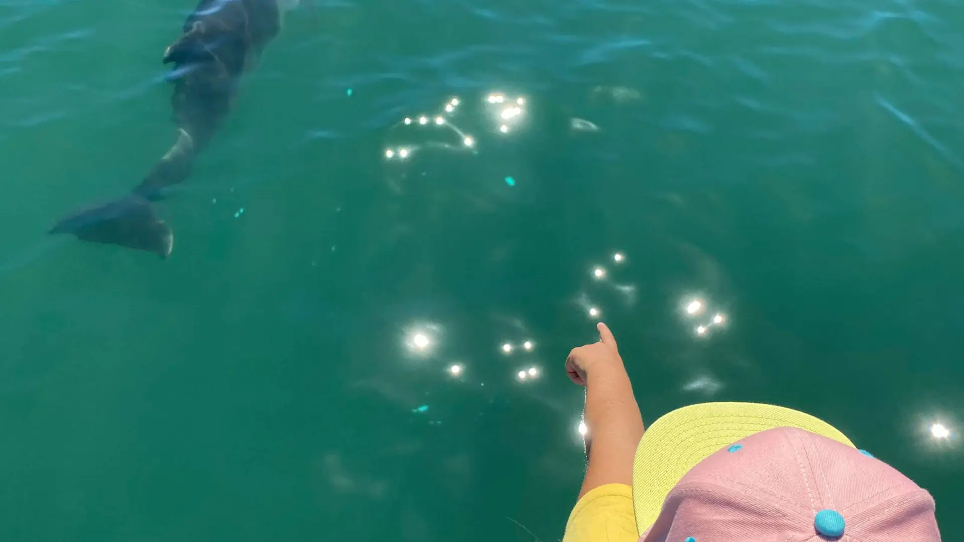 Delfinbeobachtung von der Dream'On