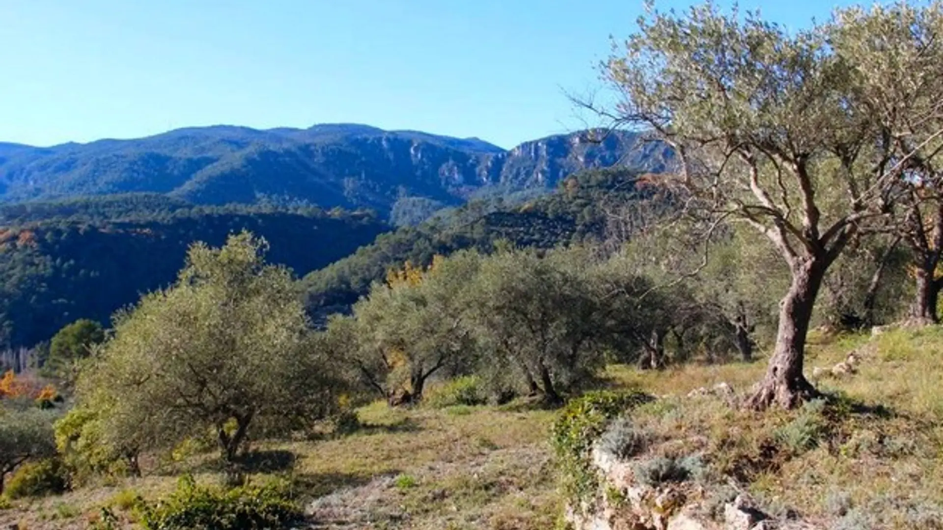 Oliveraie de Belgentier