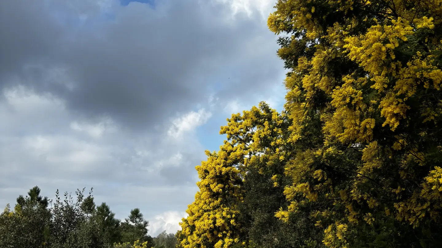 FranceEucaMimosa_Tanneron