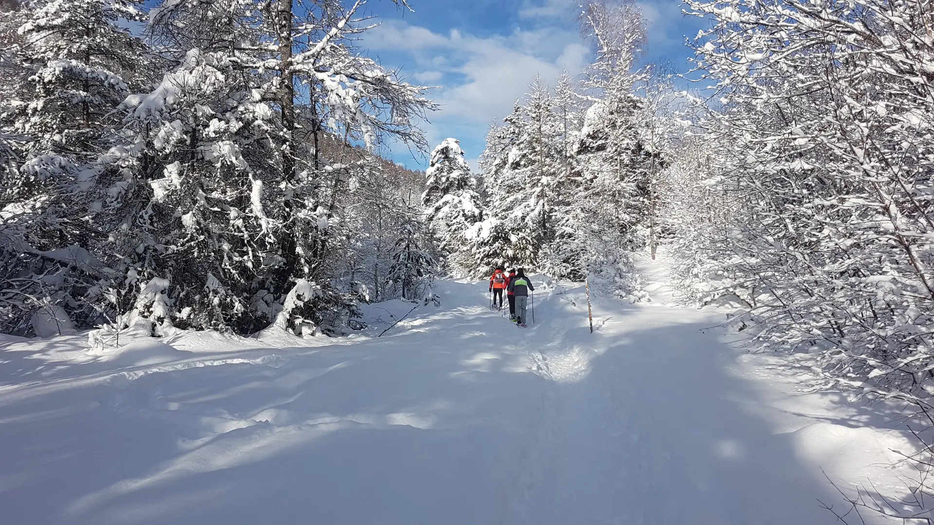 En raquettes sur les traces du loup Haut Verdon Mercantour
