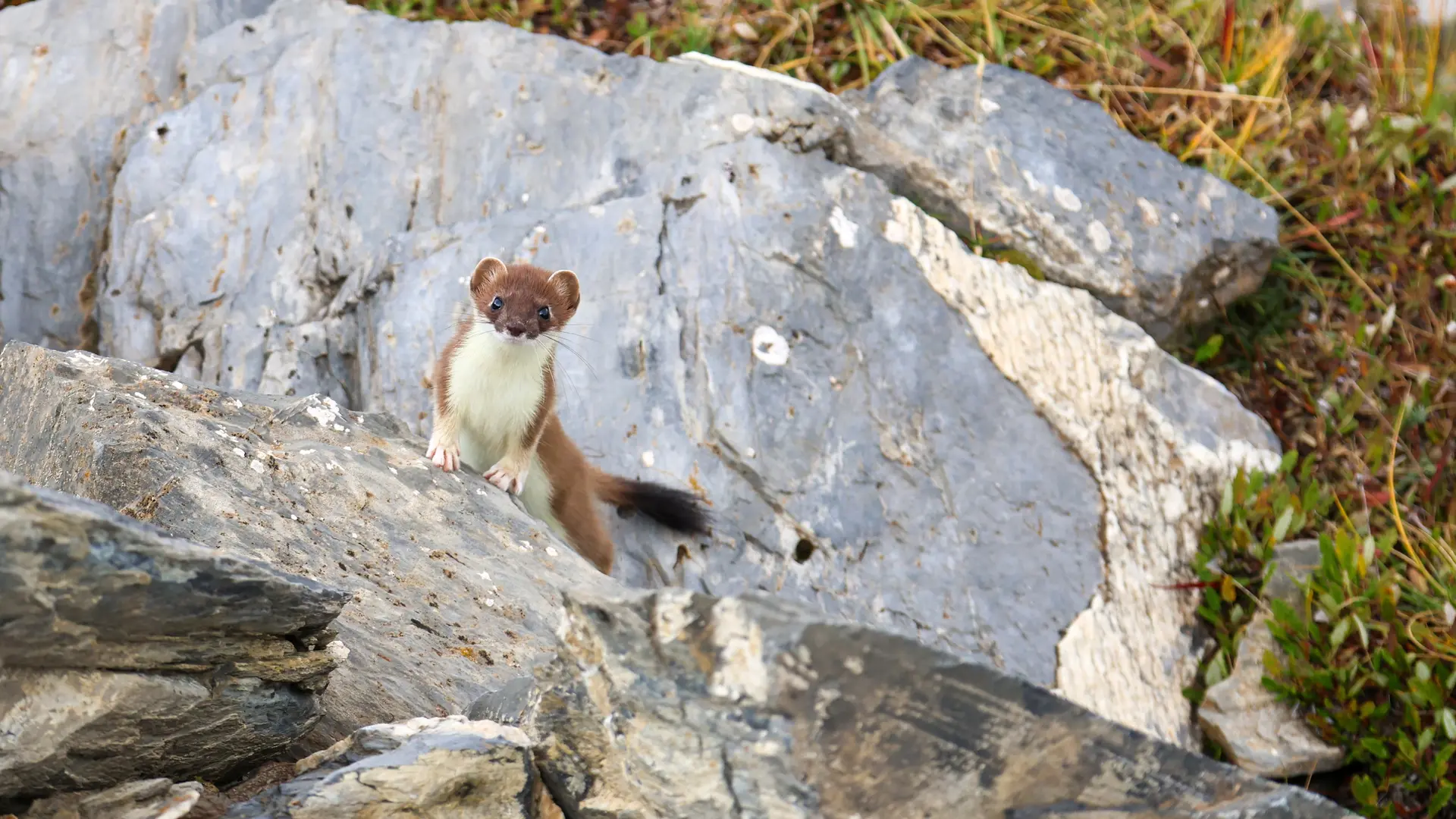 Signal de la Grave depuis le Chazelet