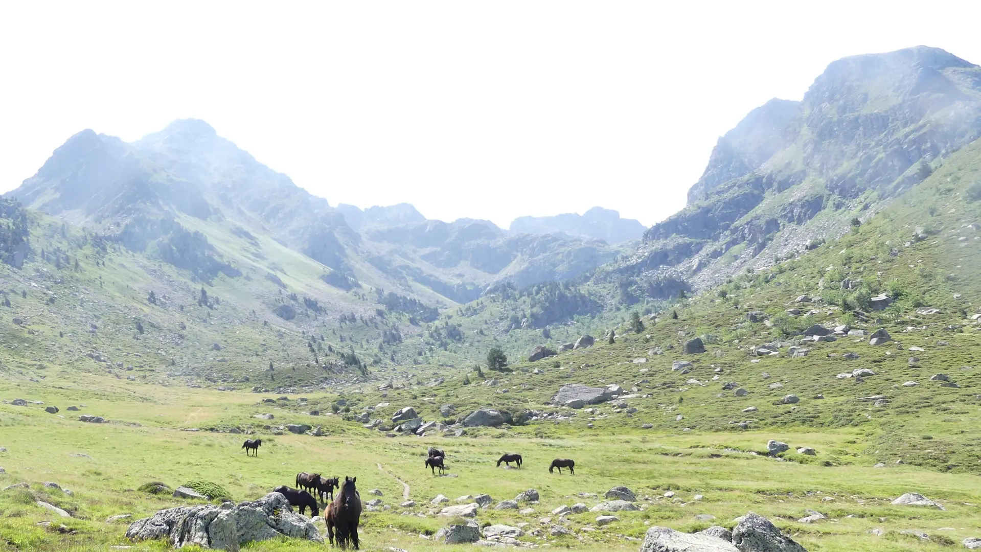 Cheveaux en estive dans la vallée d'Aston