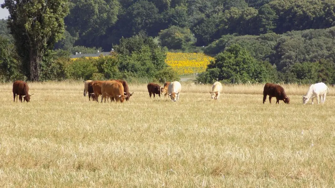 quelques vaches derrière les gites