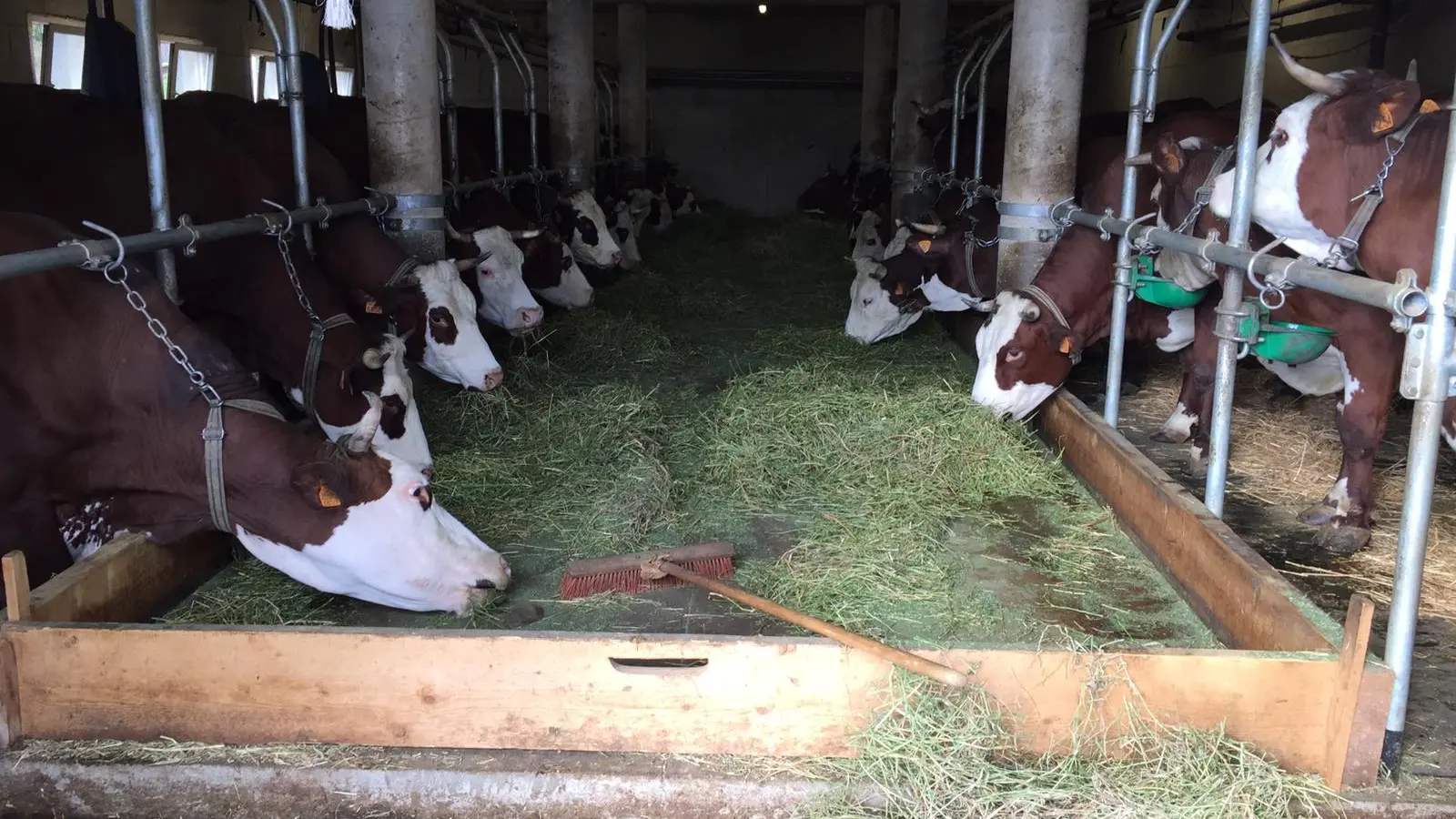 Vaches