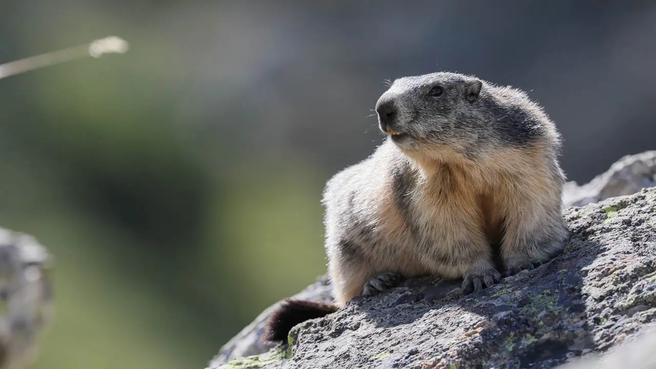 Marmotte