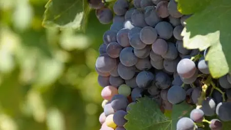 Ecomusée la vigne autrefois