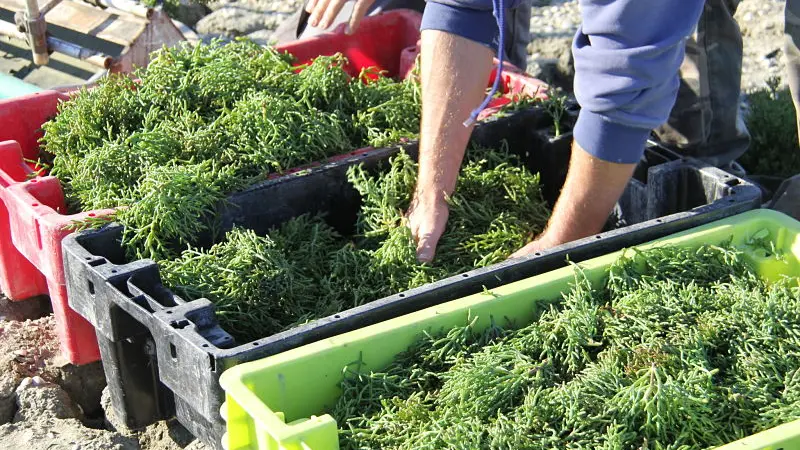 Cosecha de salicornia