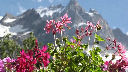 Fleurs de la terrasse