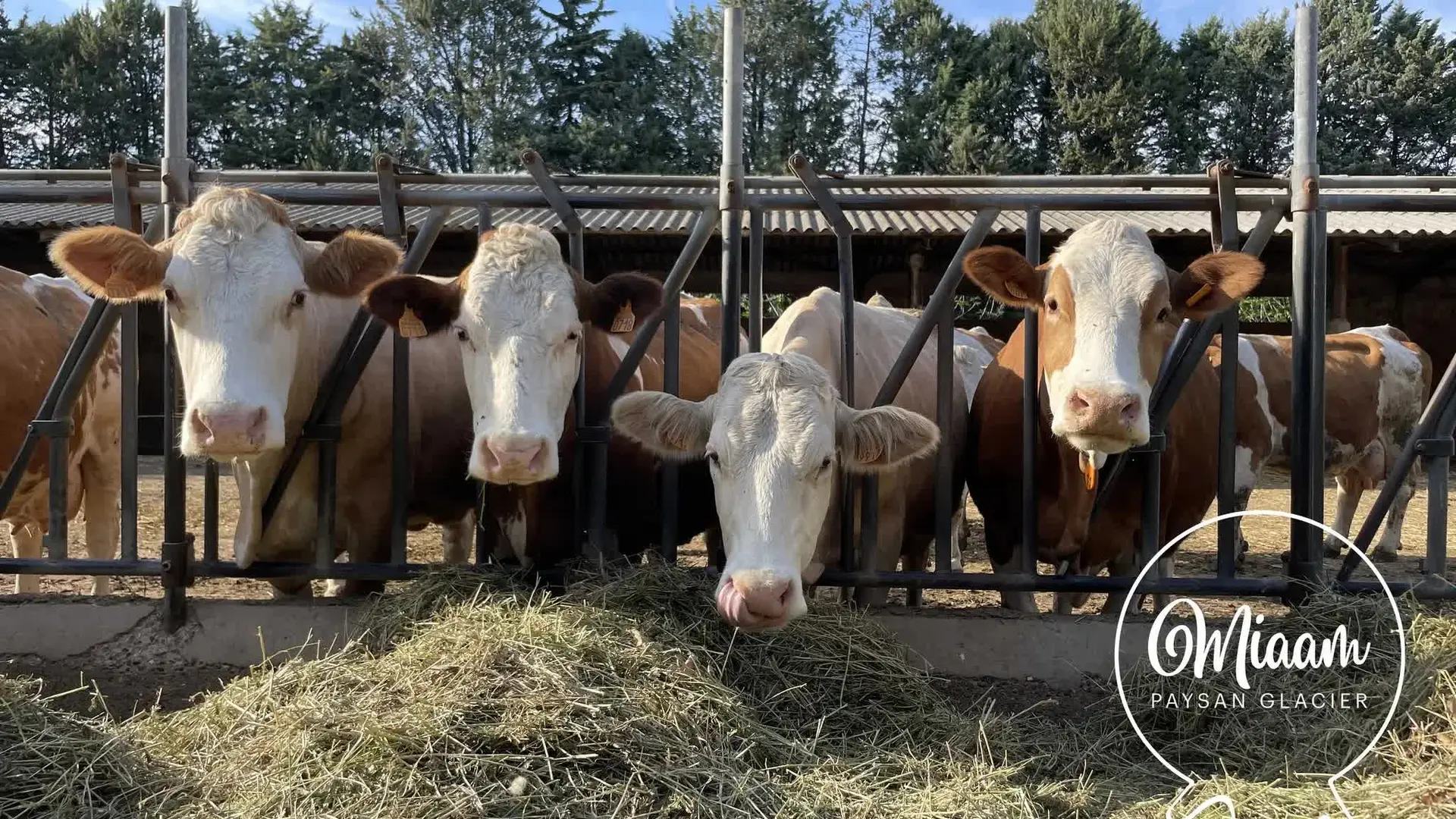 Plusieurs vaches alignées mangeant du foin.