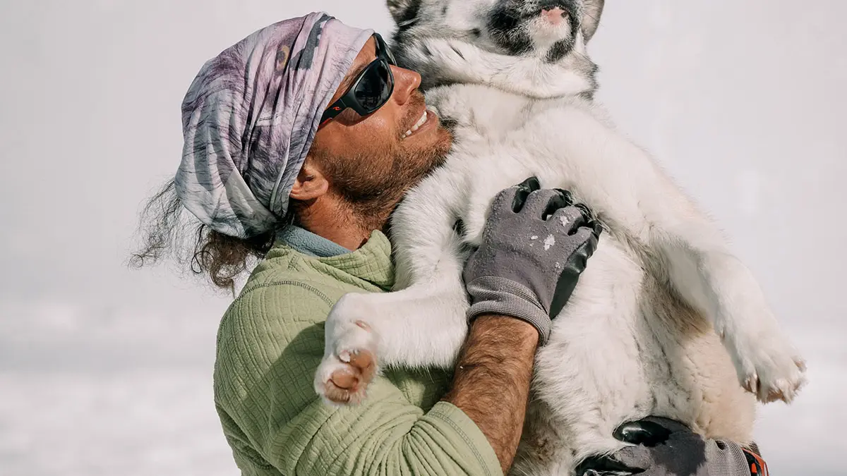 Chiens de traineaux