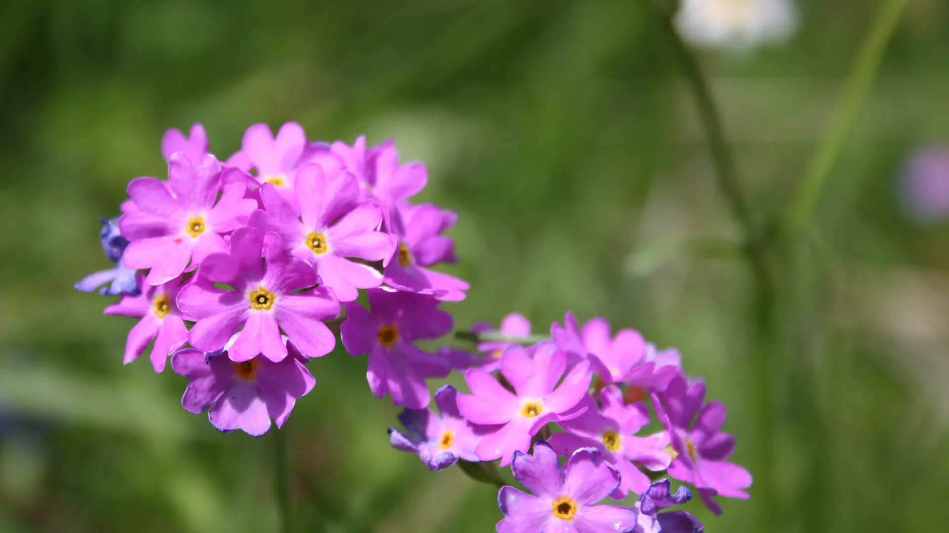 Primula farinosa