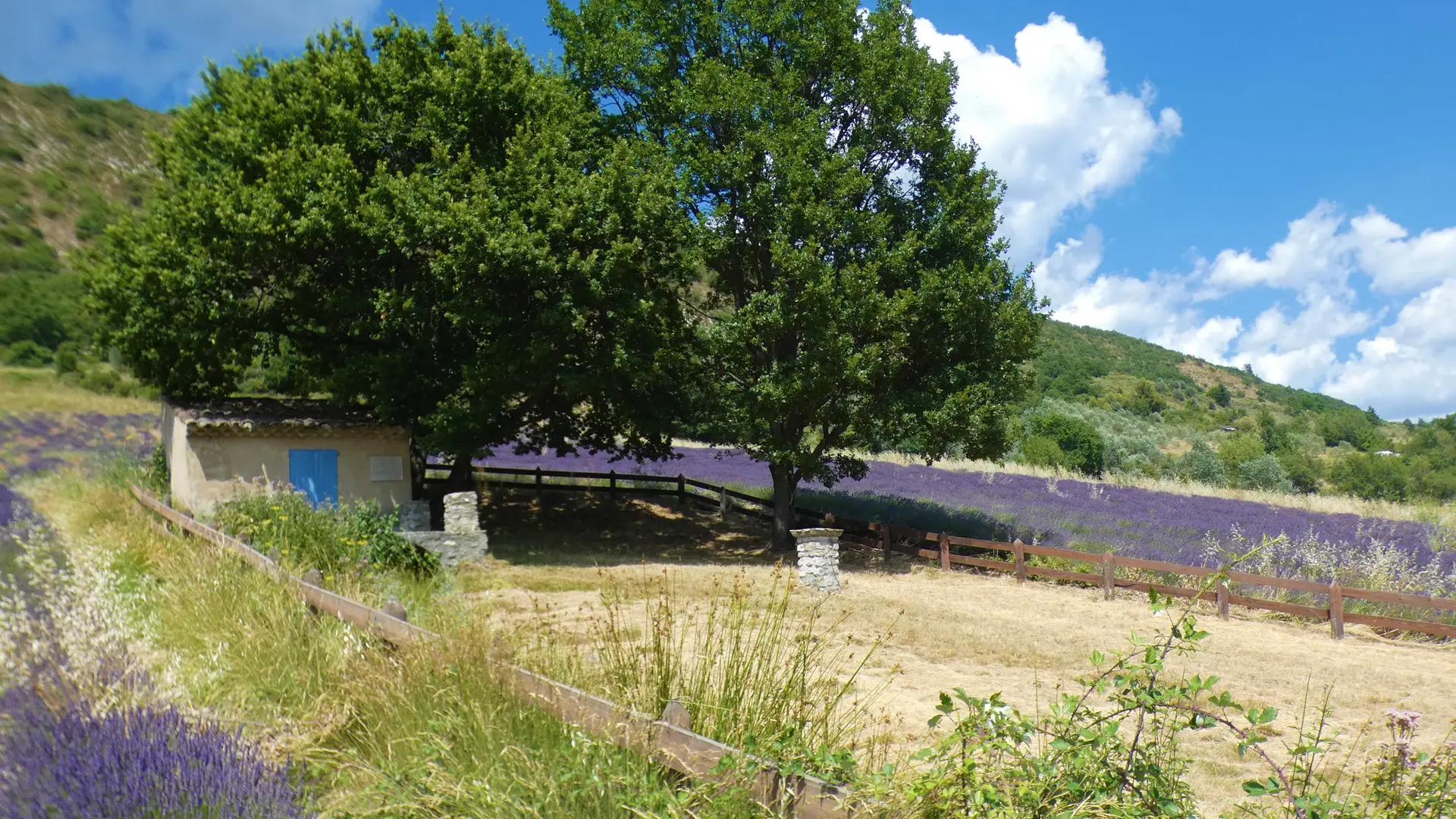 Le Bastidon de la Cigalière entouré de lavandes