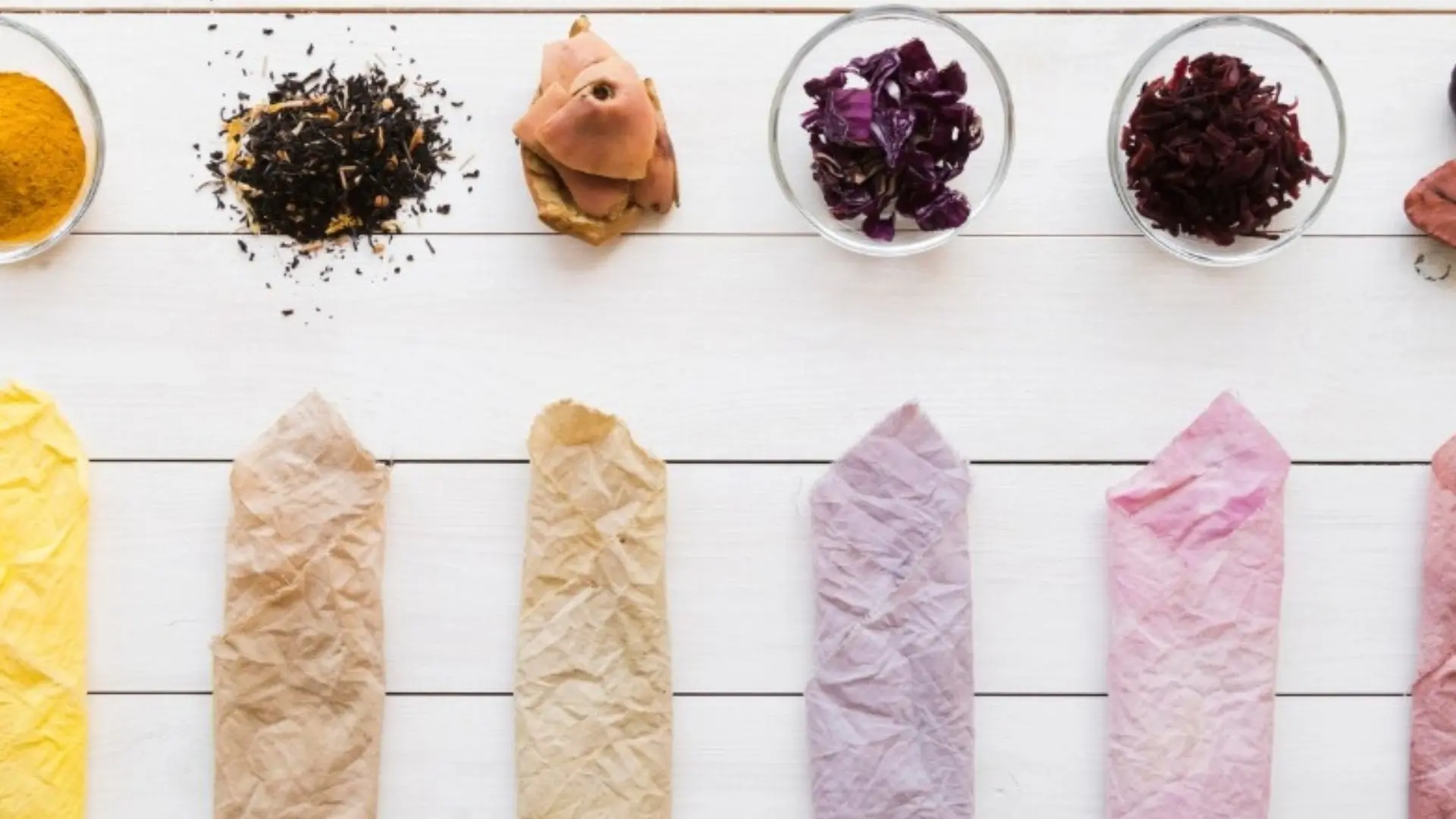 Color’conférence : les pigments du vivant_Sainte-Maxime