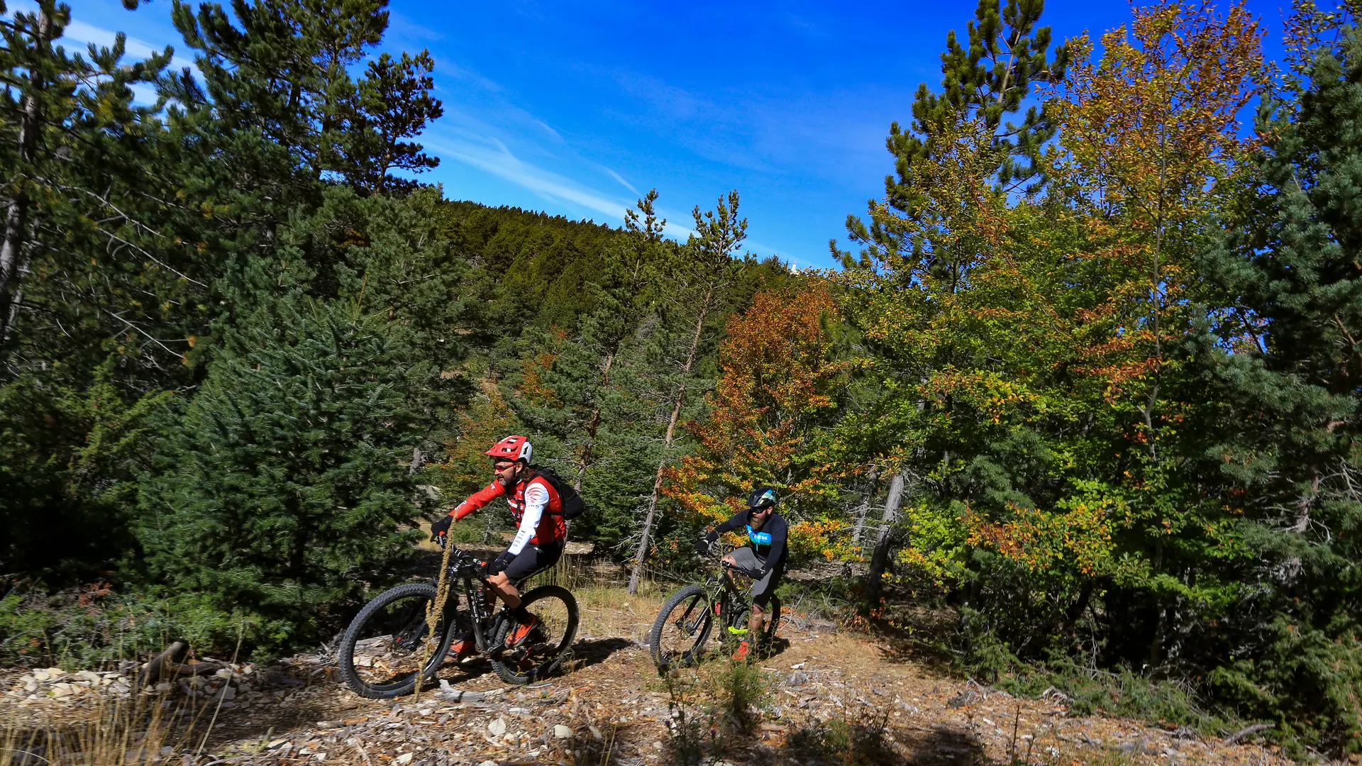 VTT en forêt