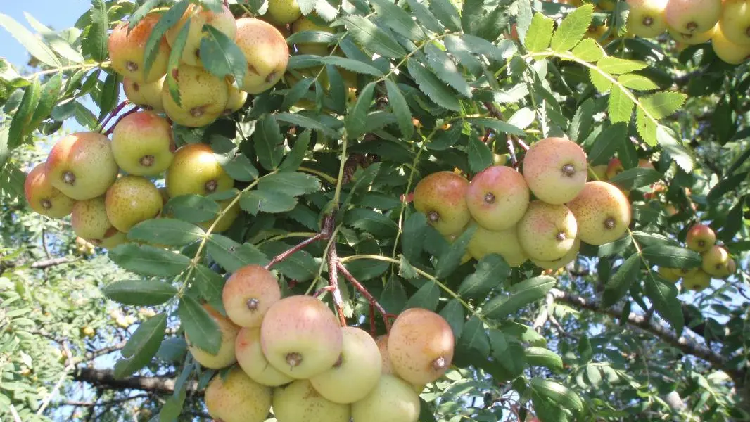 la corme fruit du cormier