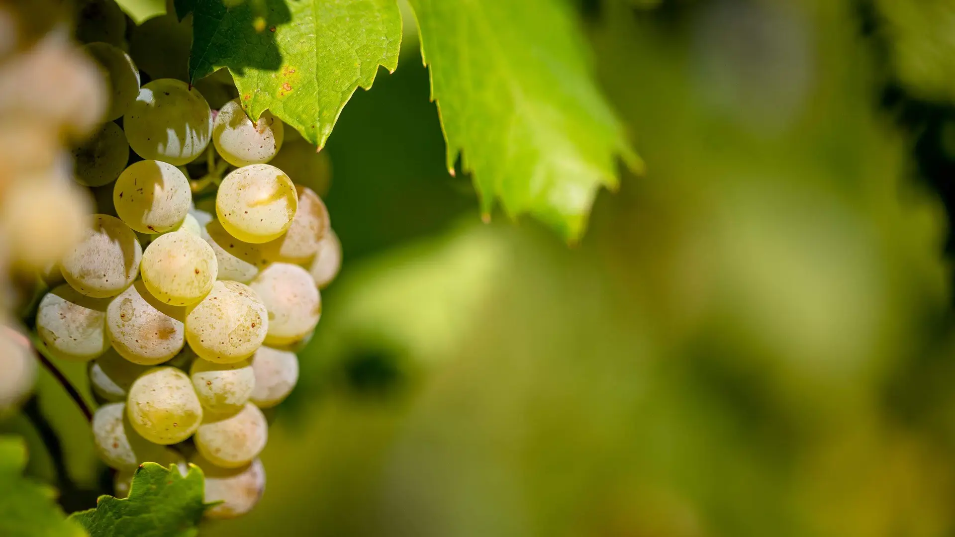vignoble de Savoie