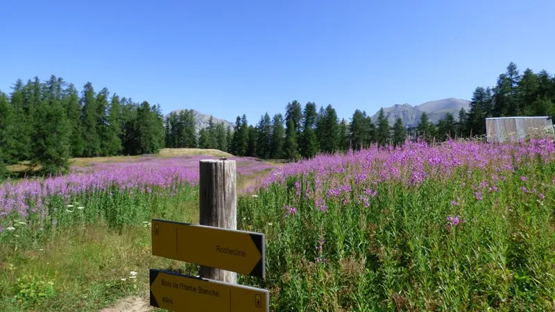 Sentier de la randonnée de Rochecline, passant au travers d'un champ de fleurs aboutissant à une forêt de conifères