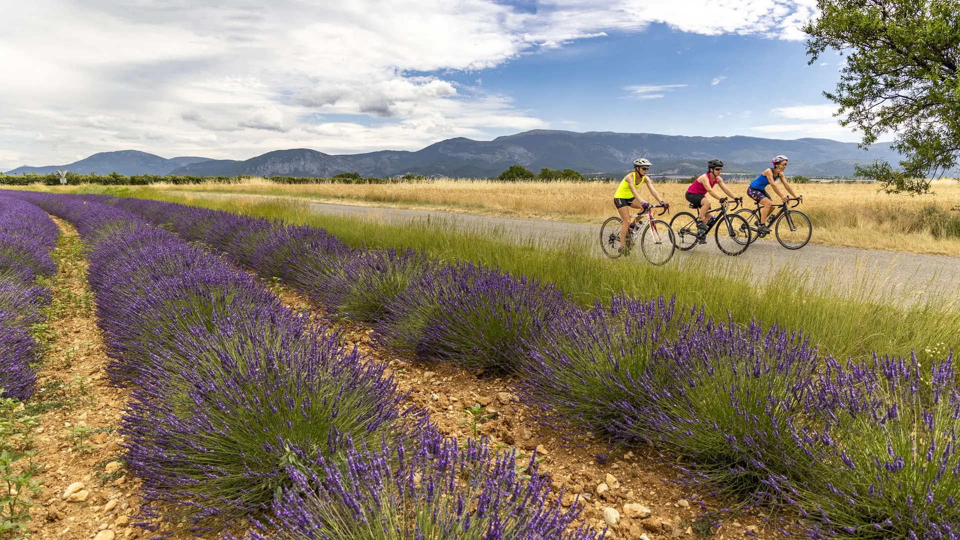 Vélo de route : lavande