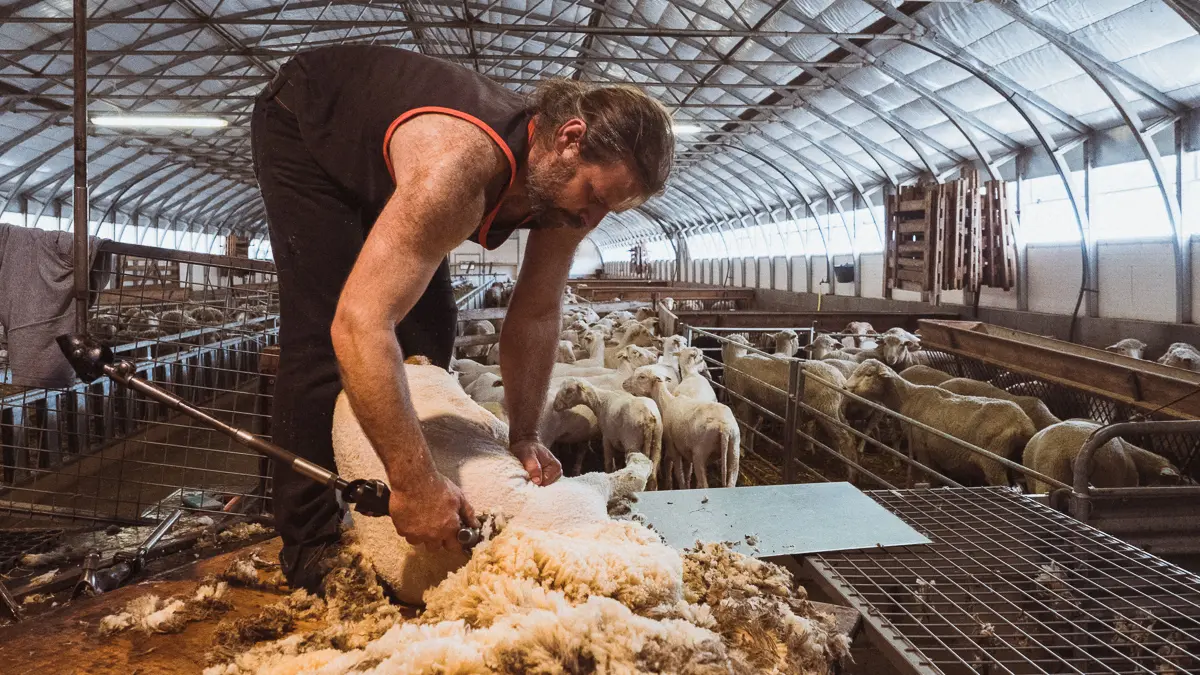 La Ferme Flouka, producteur de laine Mérinos dans Le Dévoluy