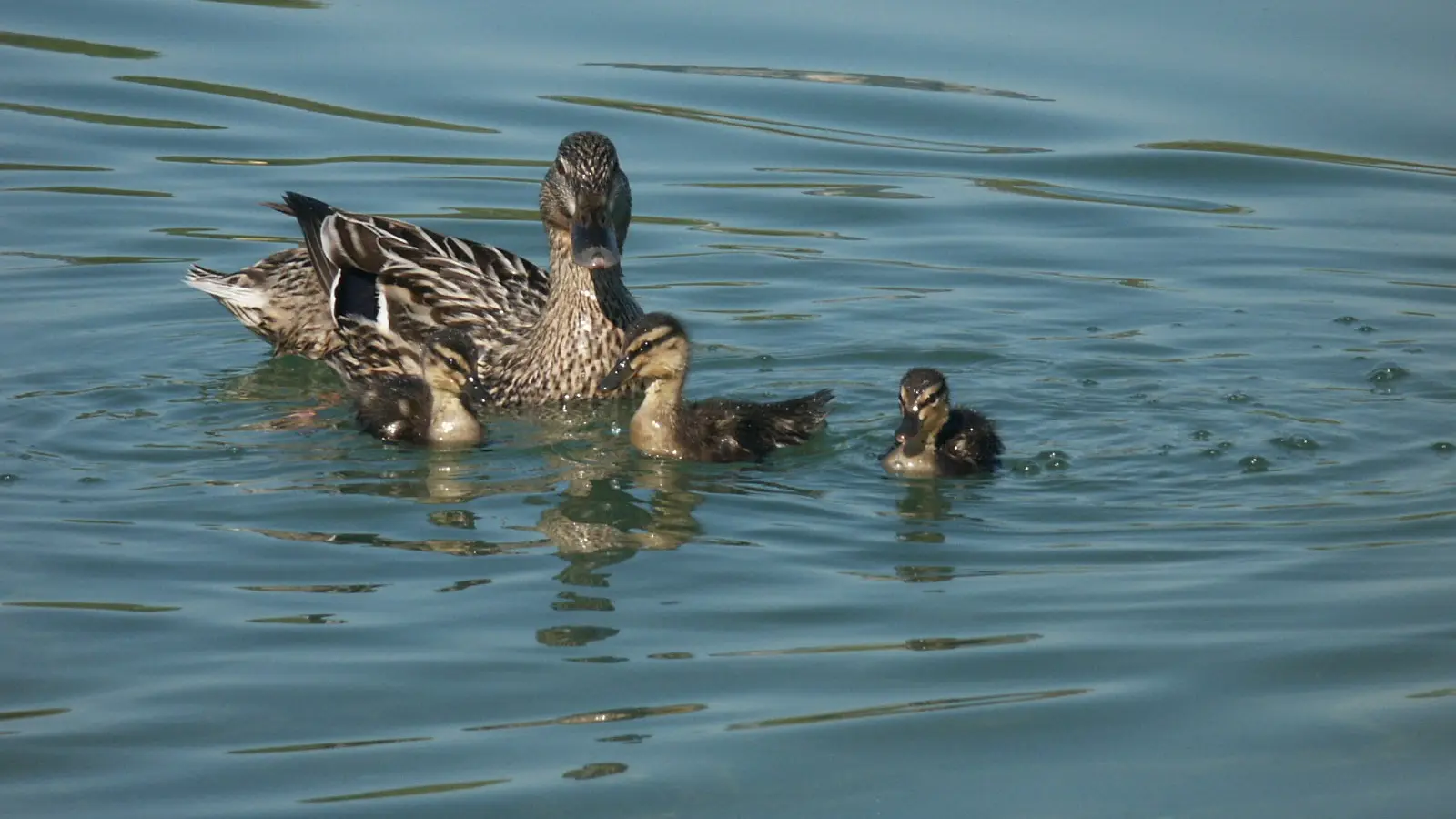 Canne et ses cannetons