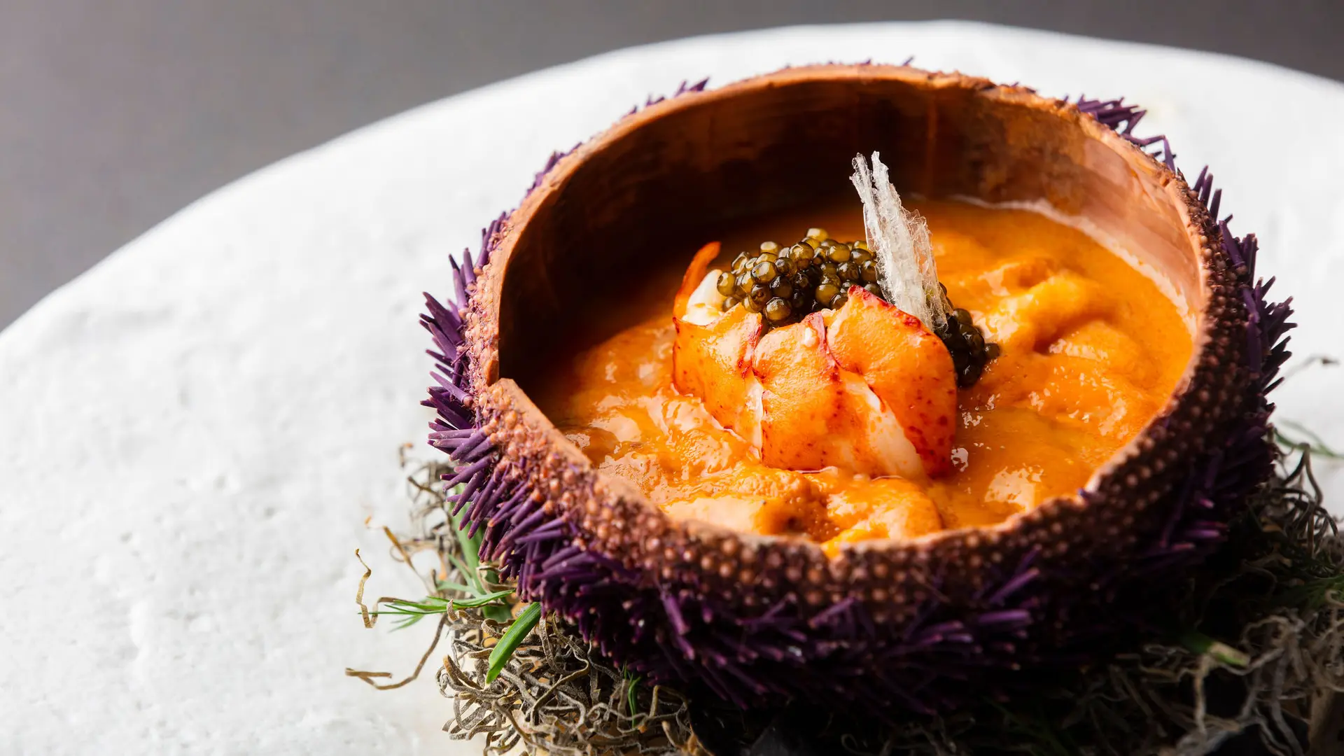 Plat d'oursin avec une queue de langoustine