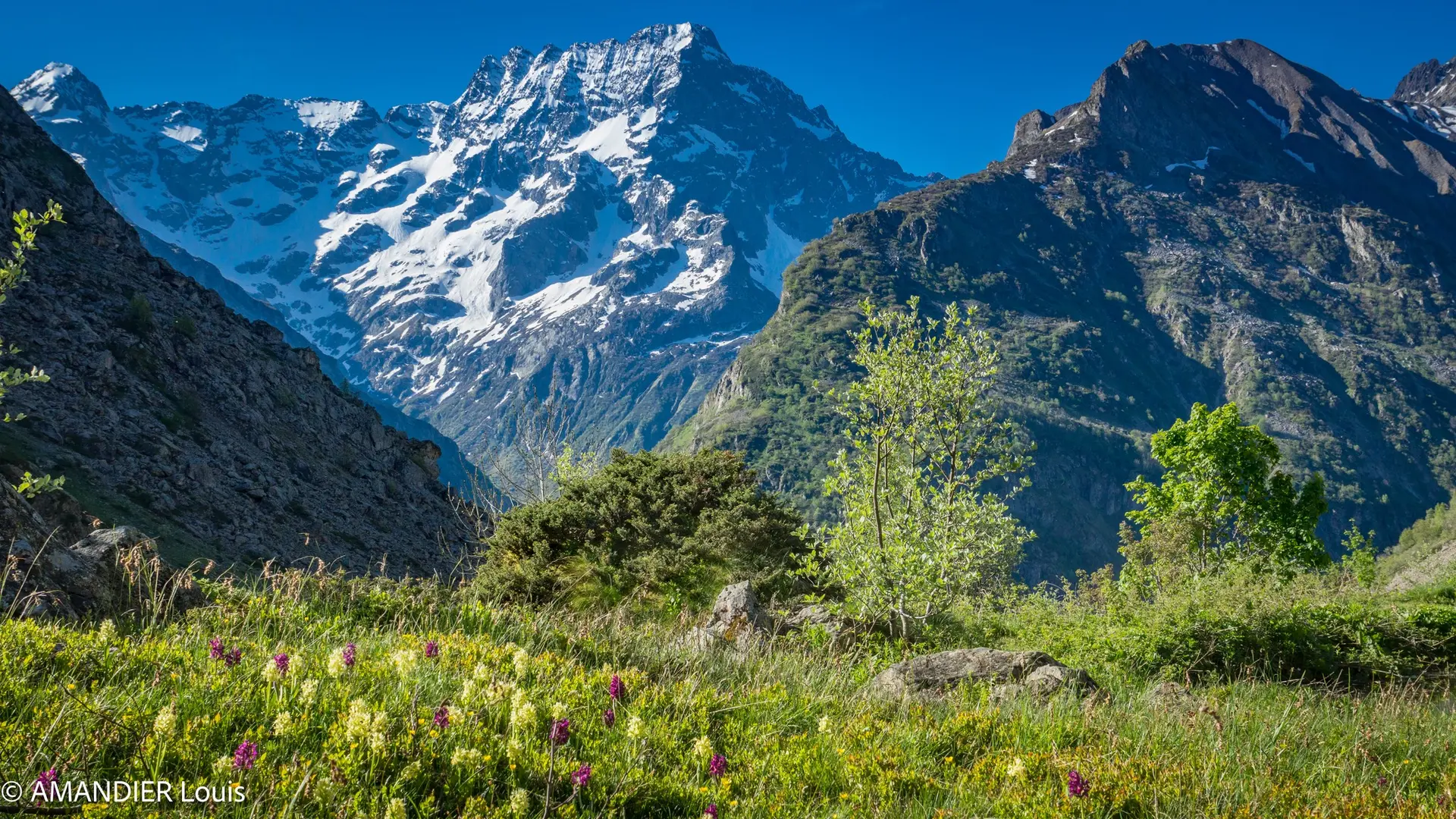Sortie botanique avec L'écobotaniste Louis AMANDIERSortie botanique avec L'écobotaniste Louis AMANDIER
