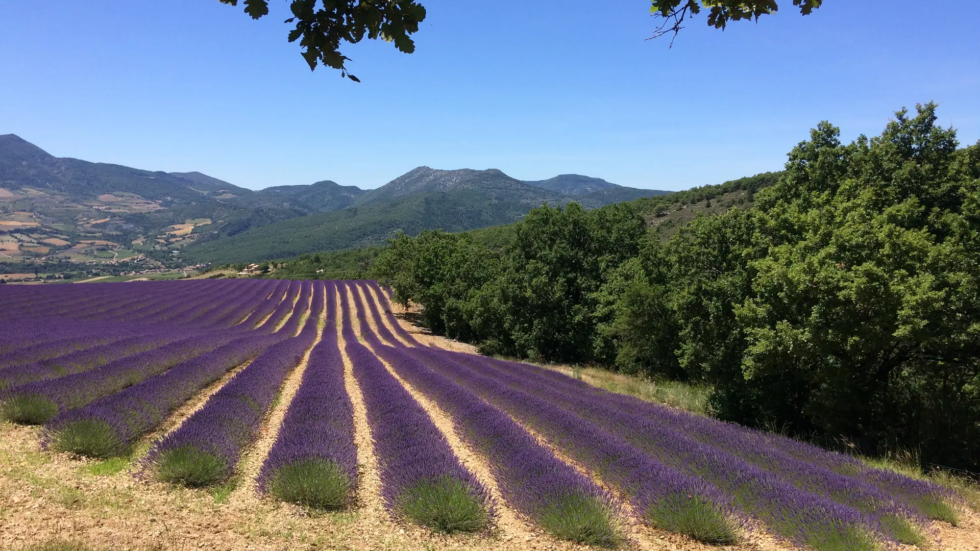 Ah les virées lavandes de juin juillet !