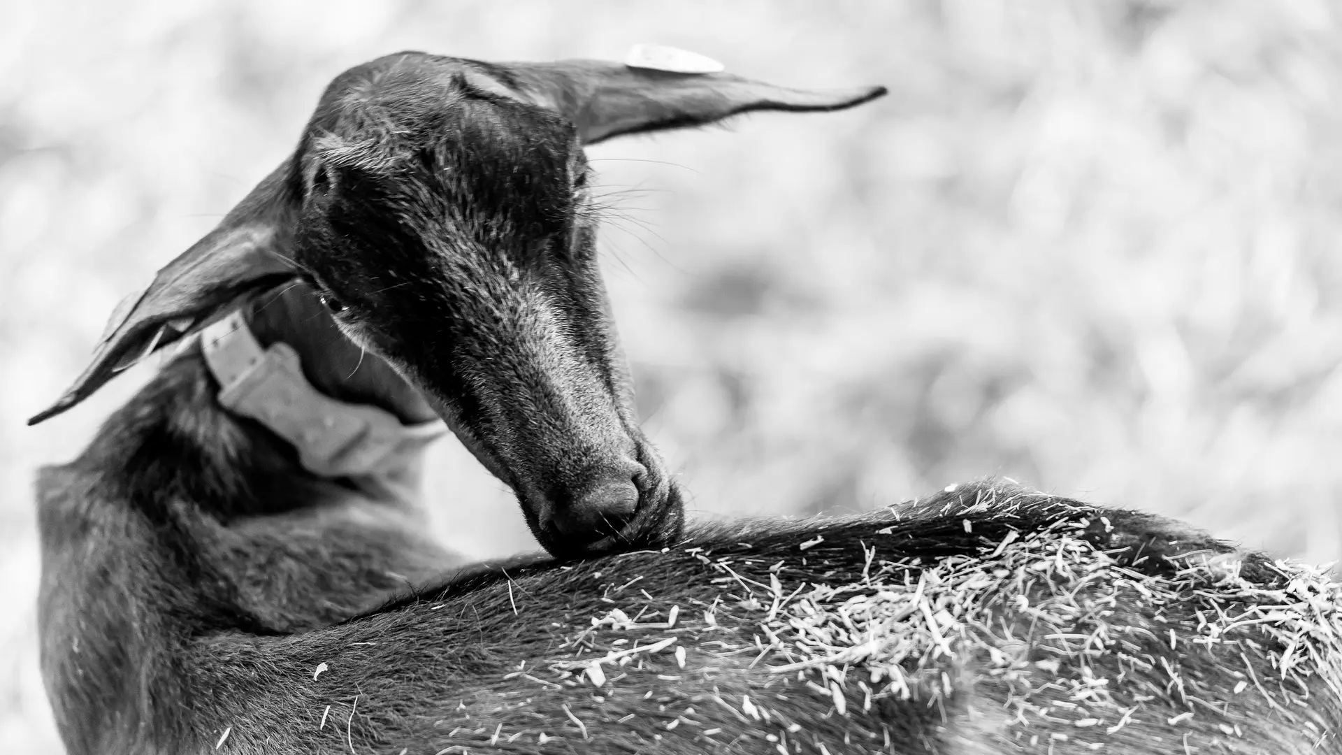 Goat from the goat farm