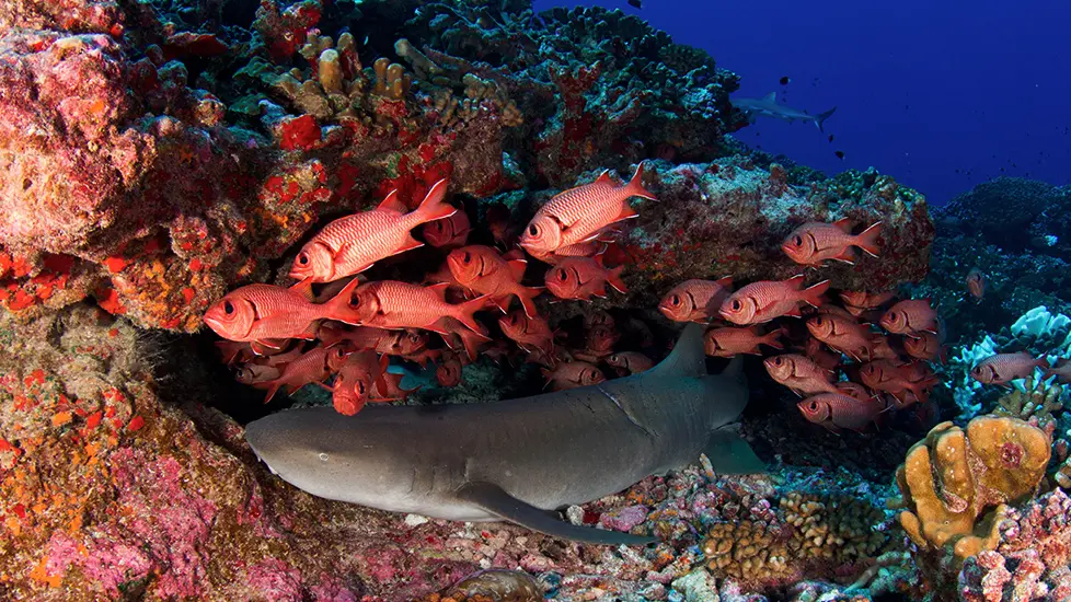 Tahiti Dive Management