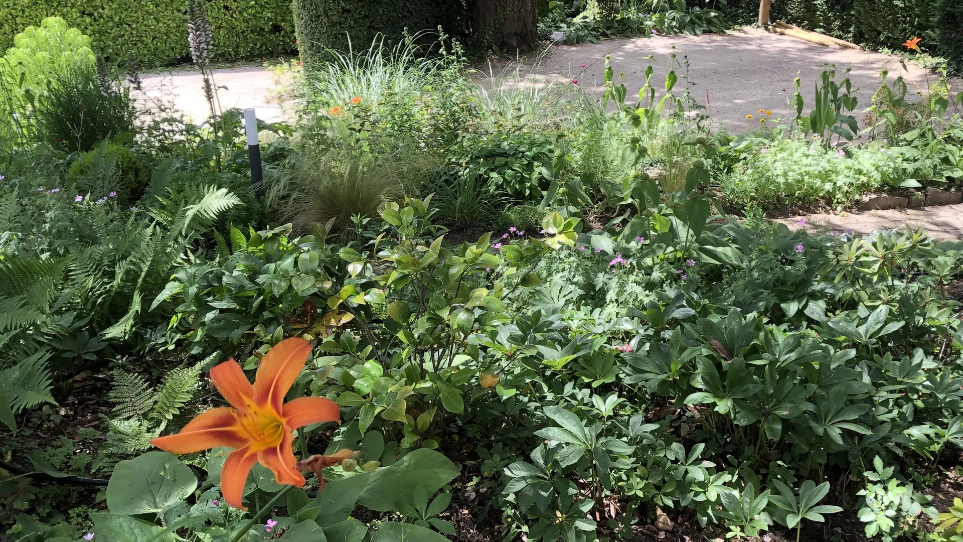 Ce jardin est composé de différentes plantes, principalement des arbustes et des fleurs. Un chemin en gravier traverse le jardin et une haie délimite l'espace.