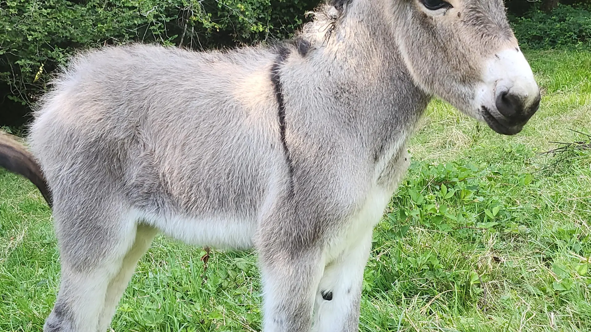 änon au Lait p'tits pieds