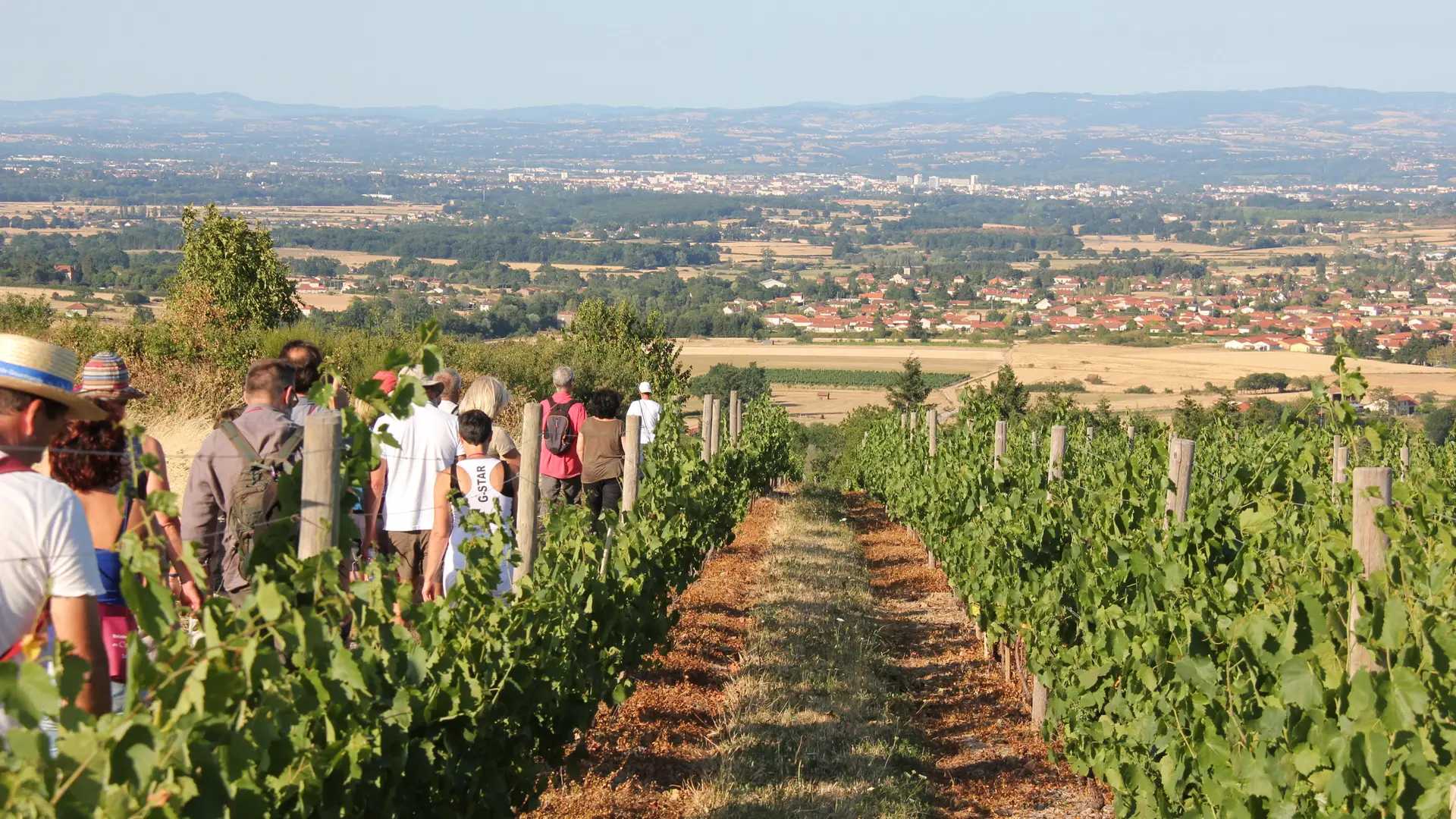 Vignes La Cote Villemontais