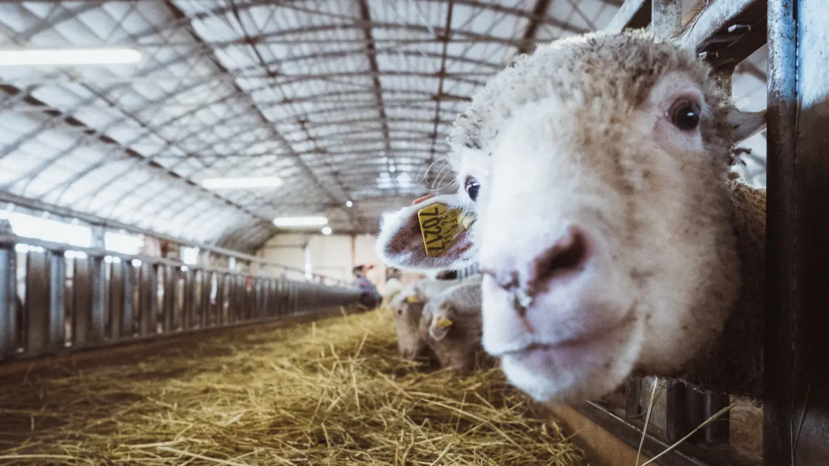 La Ferme Flouka, producteur de laine Mérinos dans Le Dévoluy