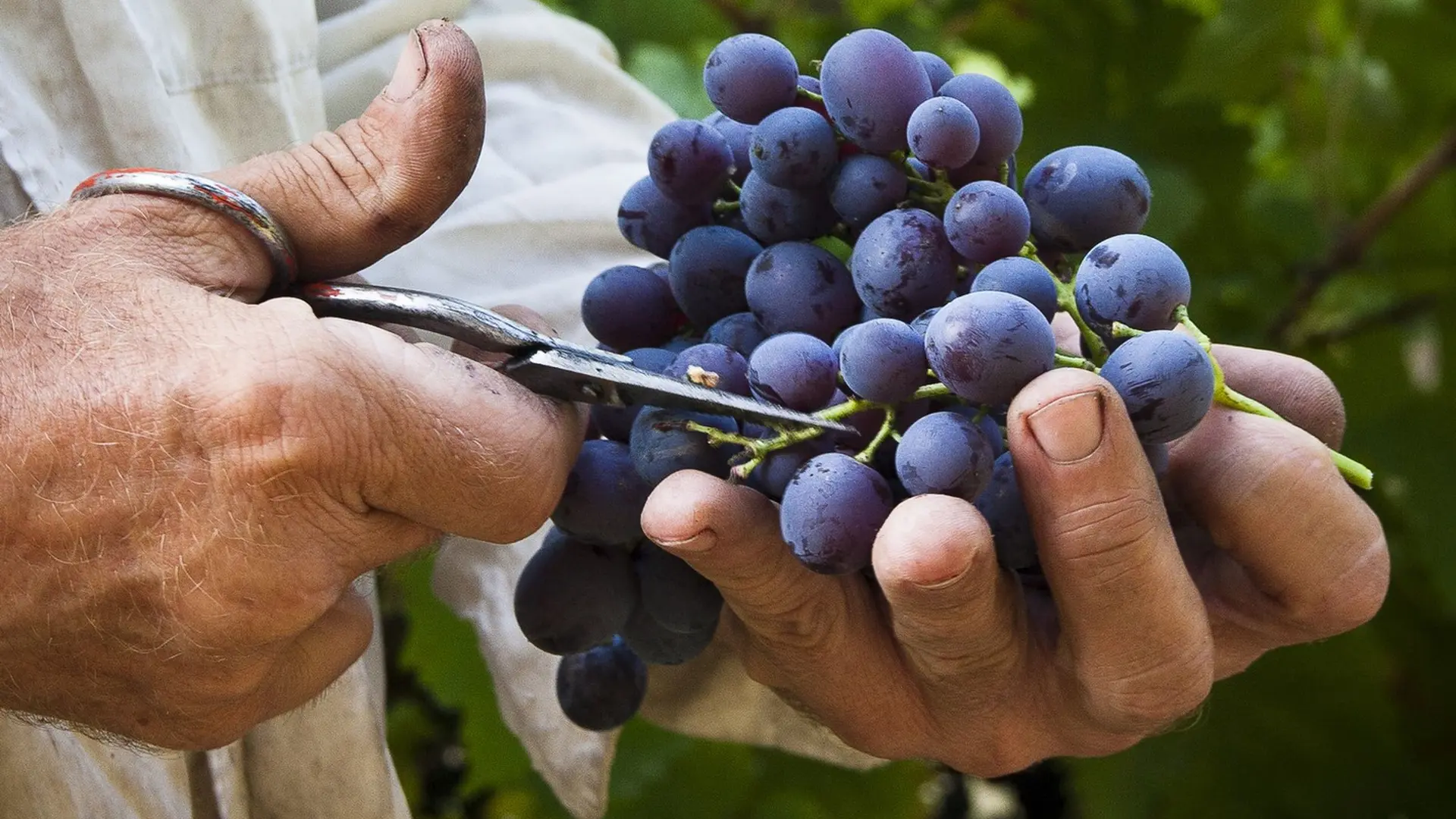 Grappe de raisin Merlot