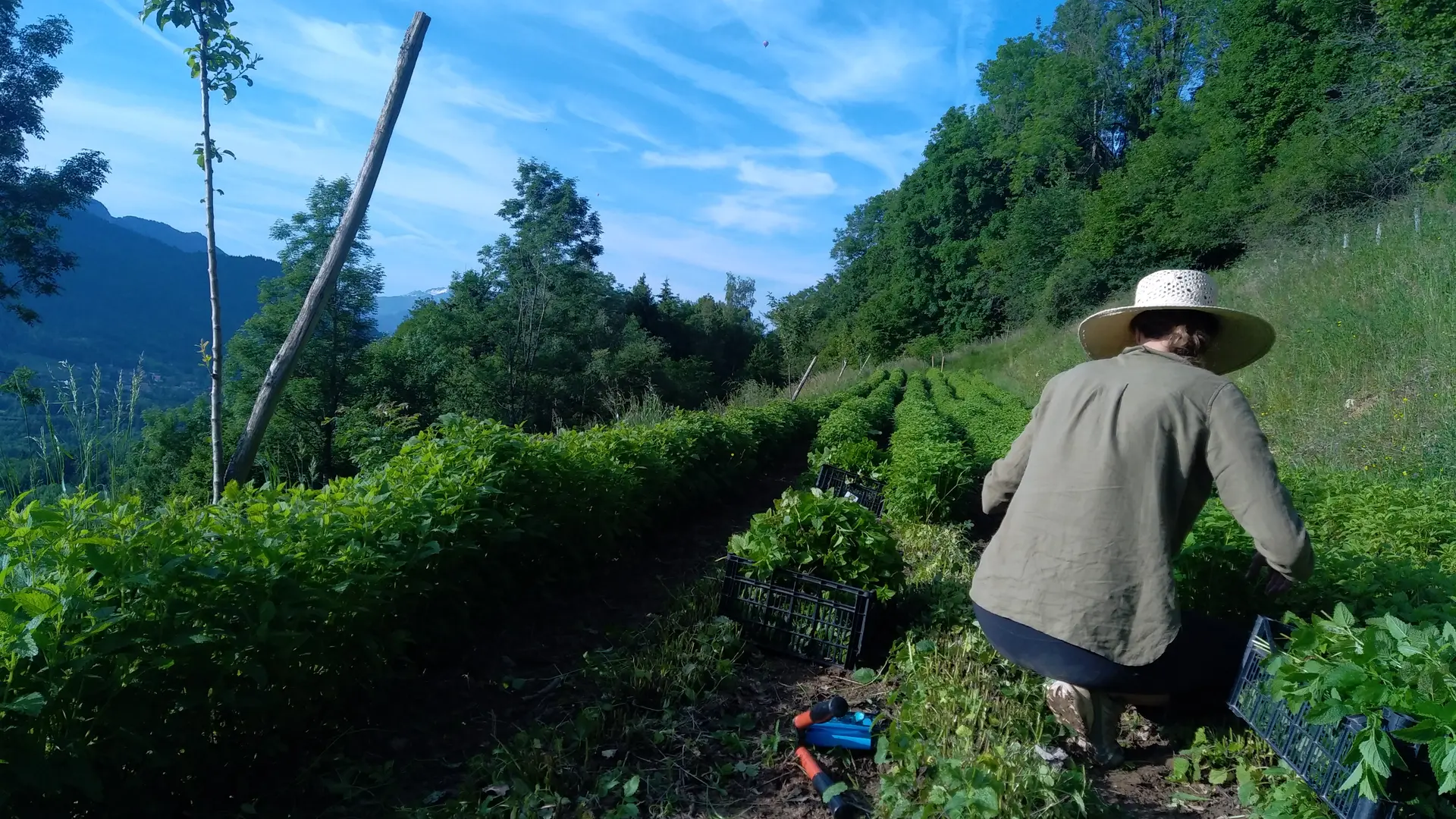 Récolte de plantes sauvages, aromatiques et médicinales à Alex et Thônes