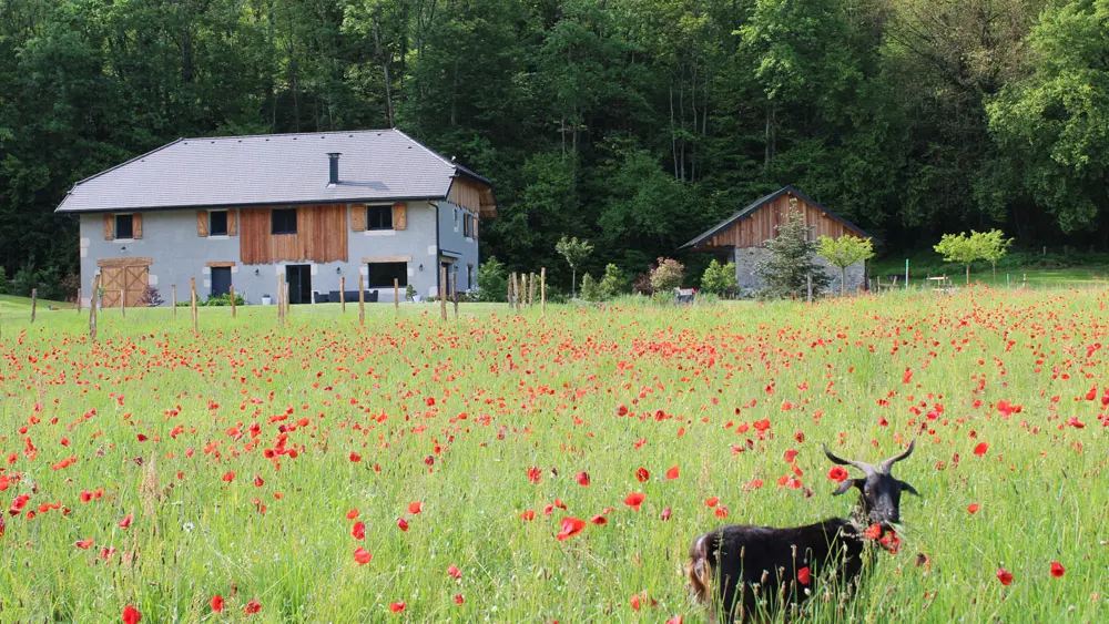 Pantoufle se régale dans les coquelicots !
