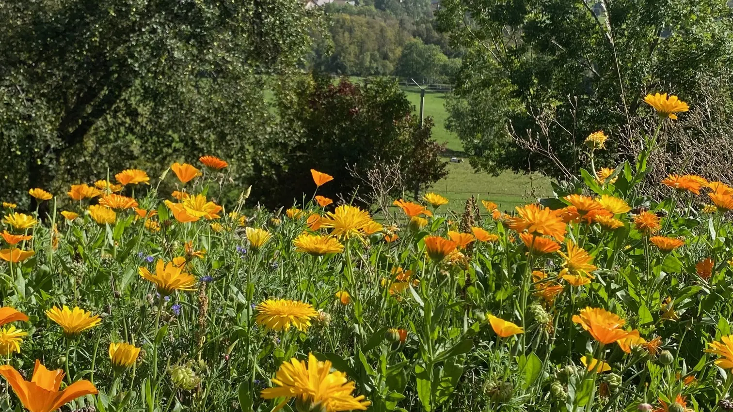 vue sur les montagnes depuis le jardin