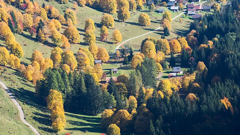 Graydon en automne