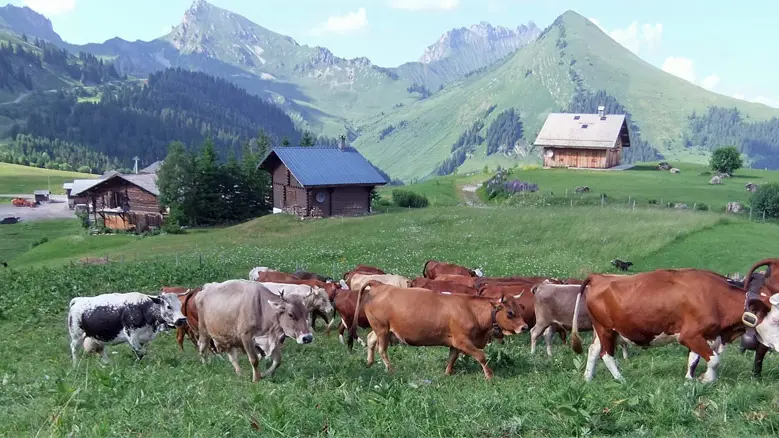 Chalet des Bons Fromages
