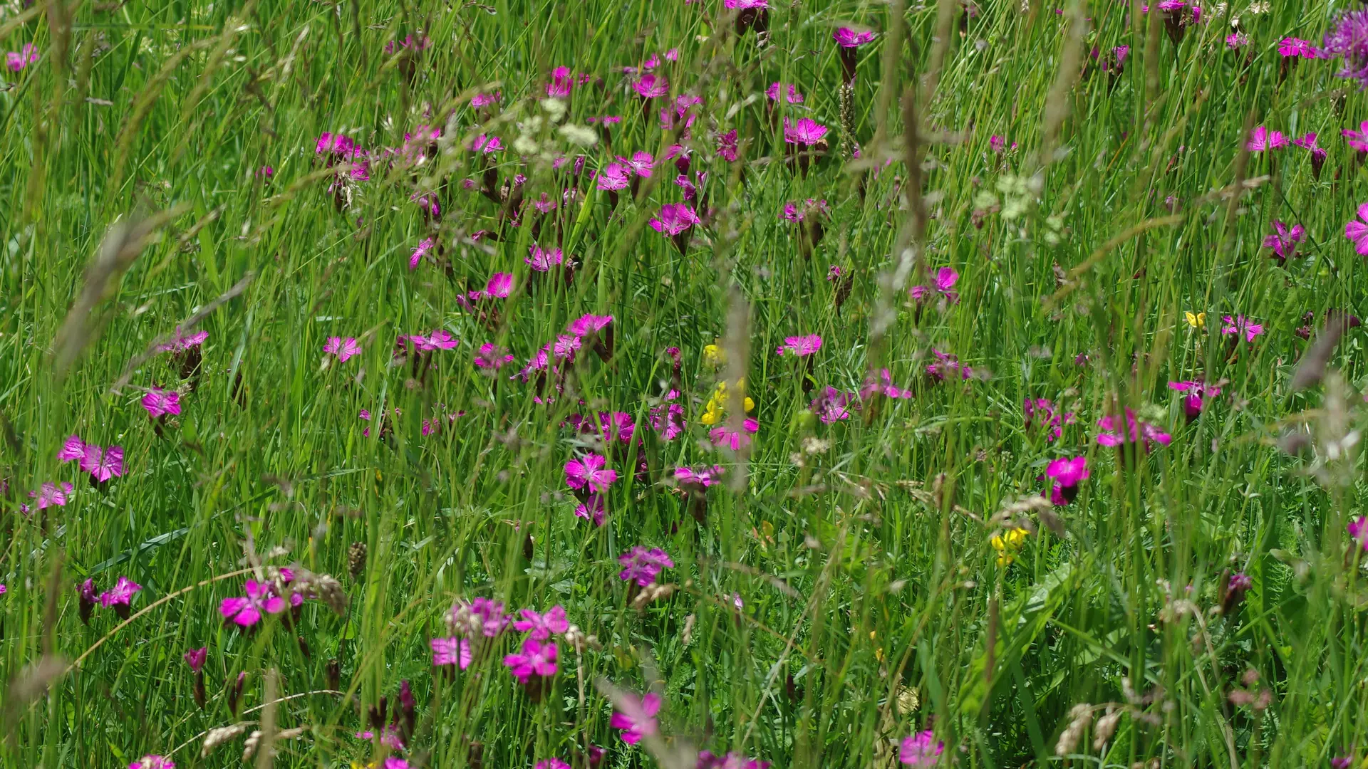 La Ferme des Taillis