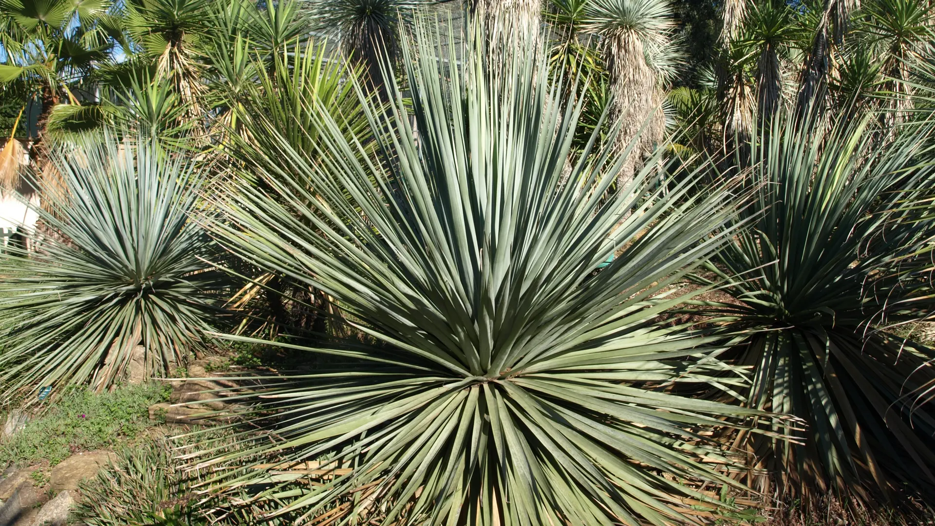 Jardin Zoologique Tropical - dasylirion glaucophyllum