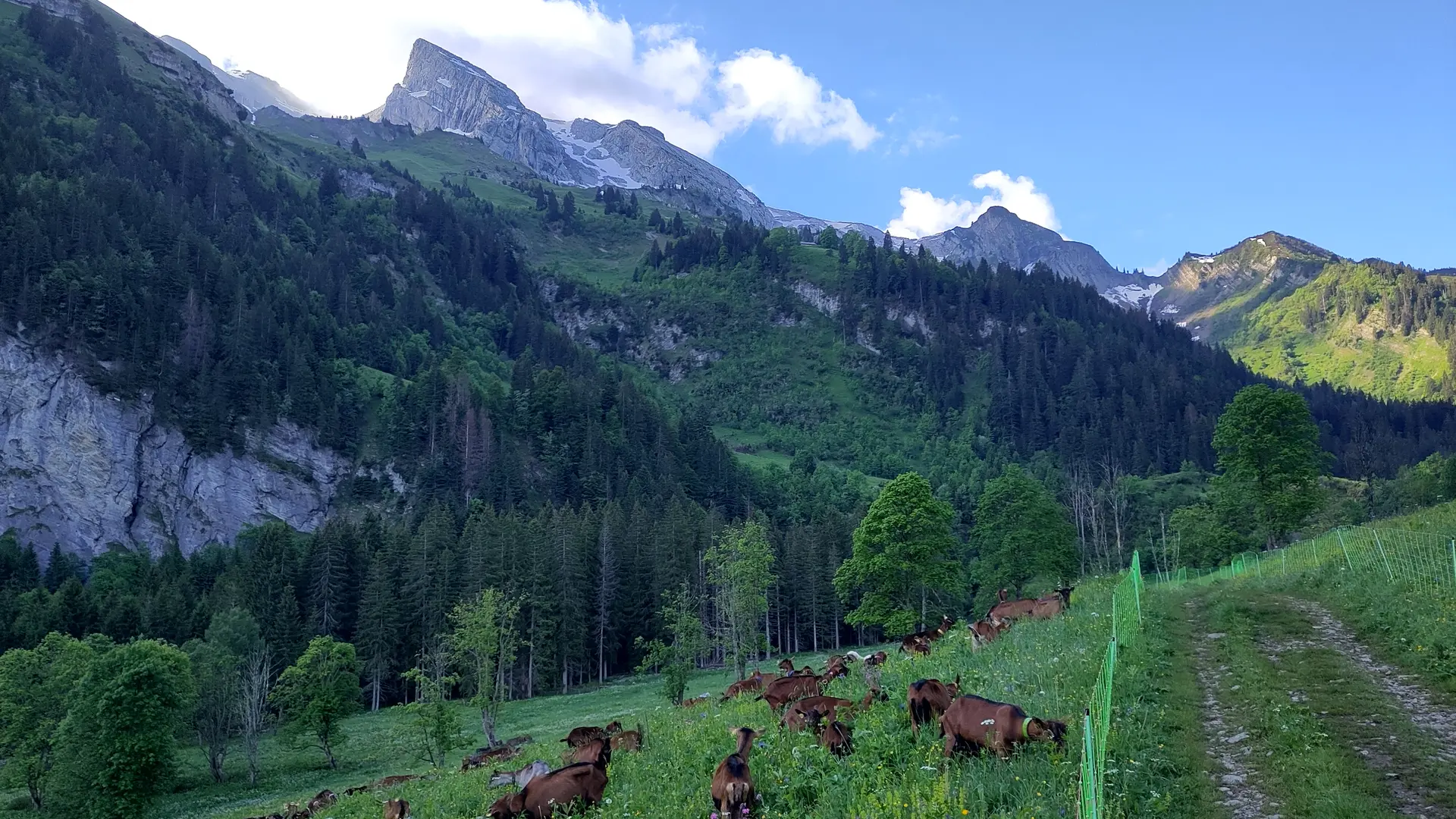 Nos chèvres au pâturage l'été