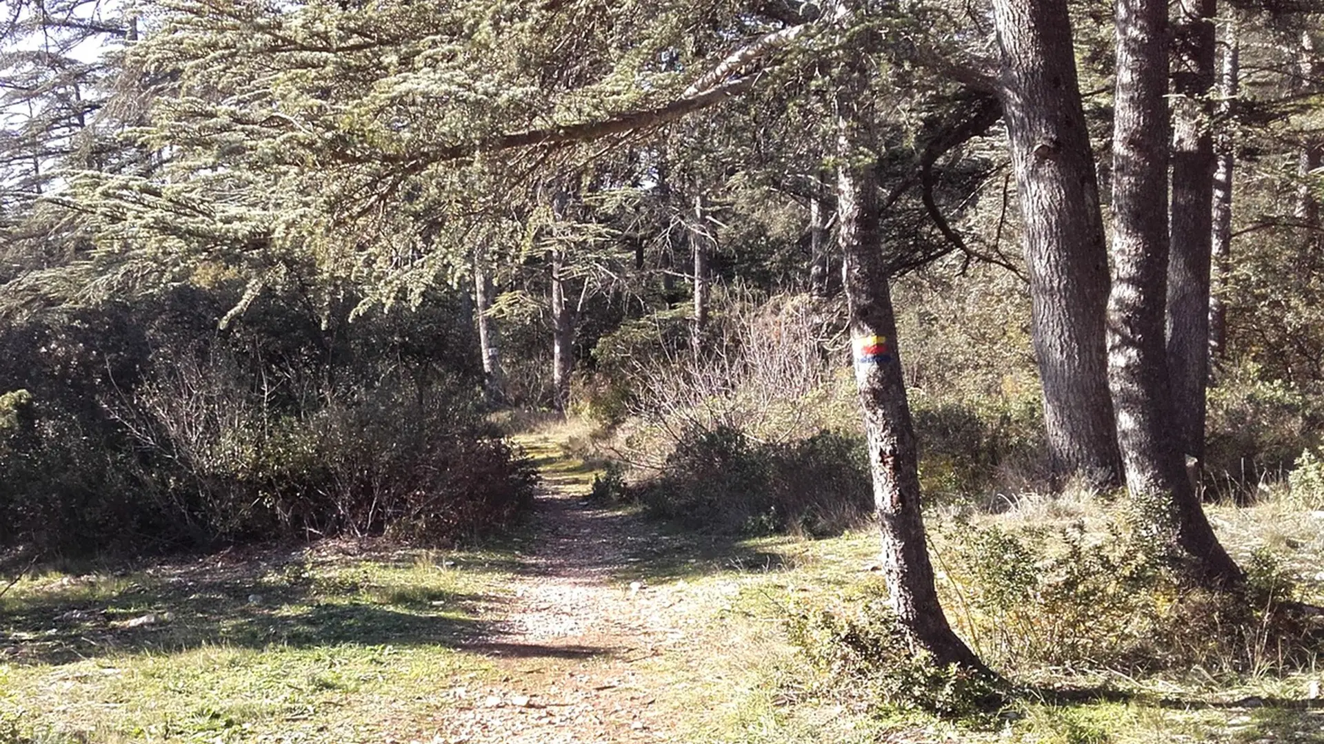 Cédraie de Cabrières-d'Avignon