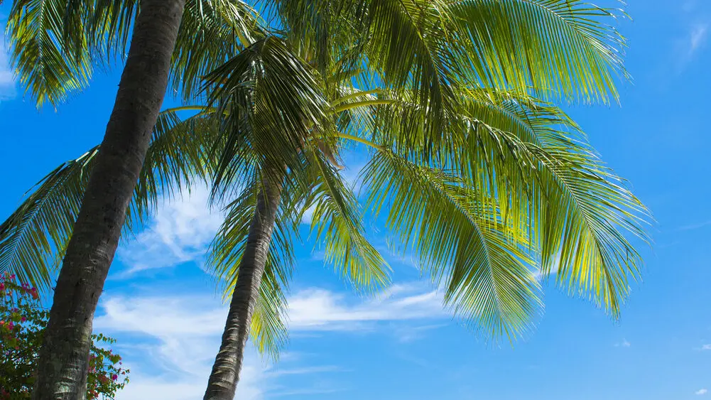 Nouméa Sup School