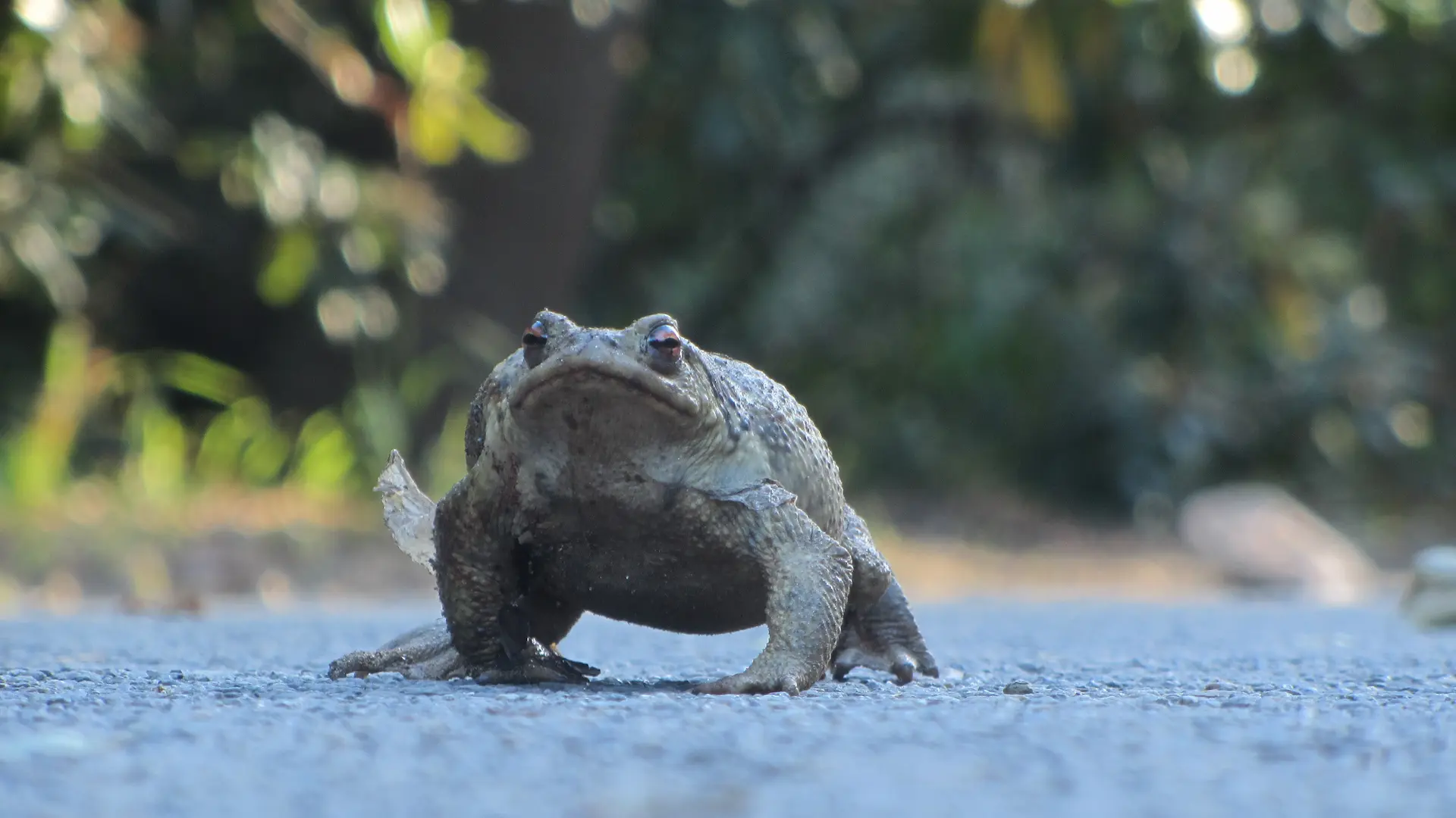 Activité enfants « Sur les traces des animaux en hiver »_Rayol-Canadel Sur Mer