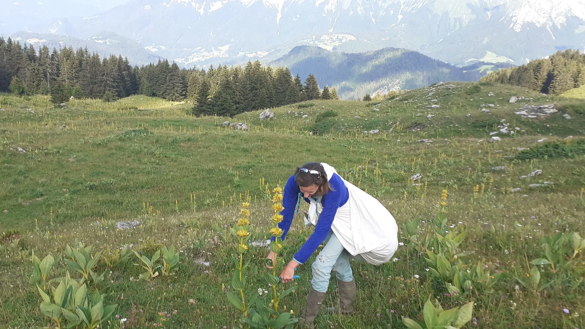 Récolte de plantes sauvages, aromatiques et médicinales à Alex et Thônes