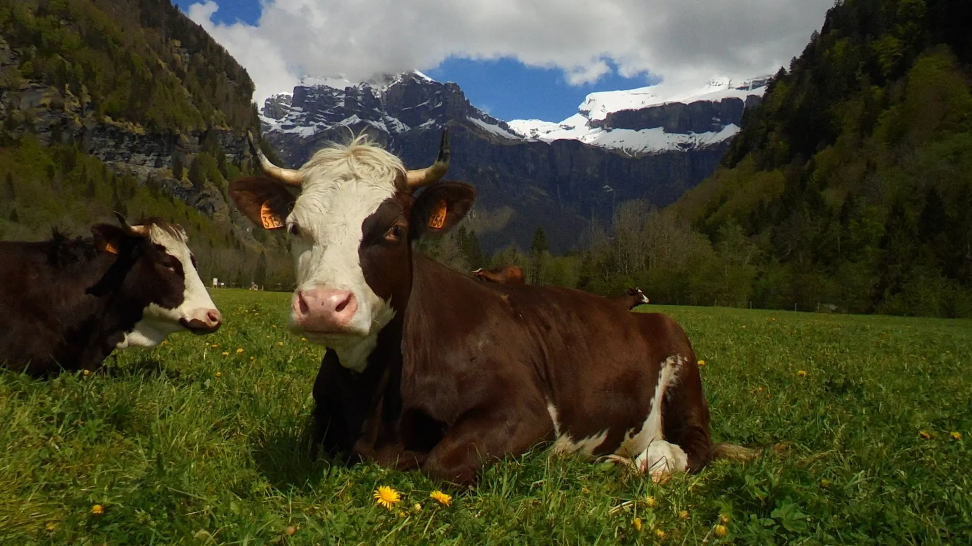 vache de la ferme
