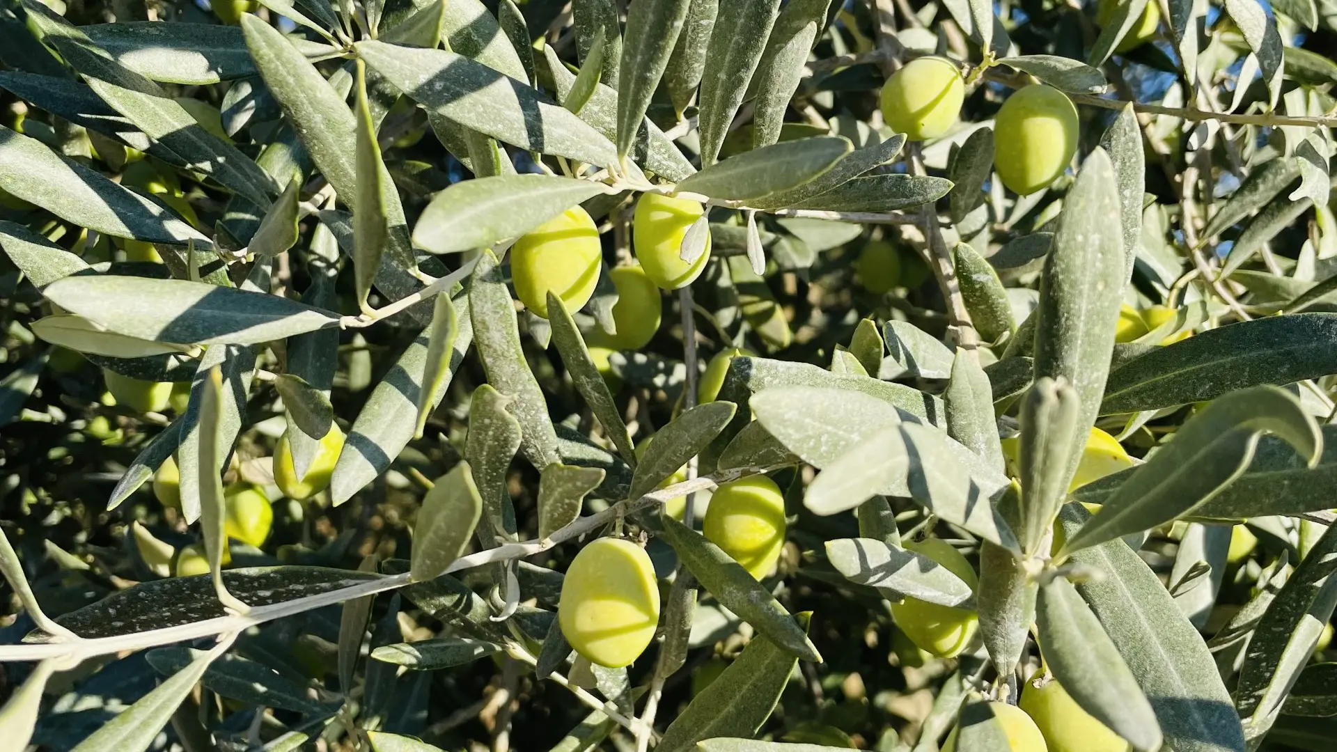 olives