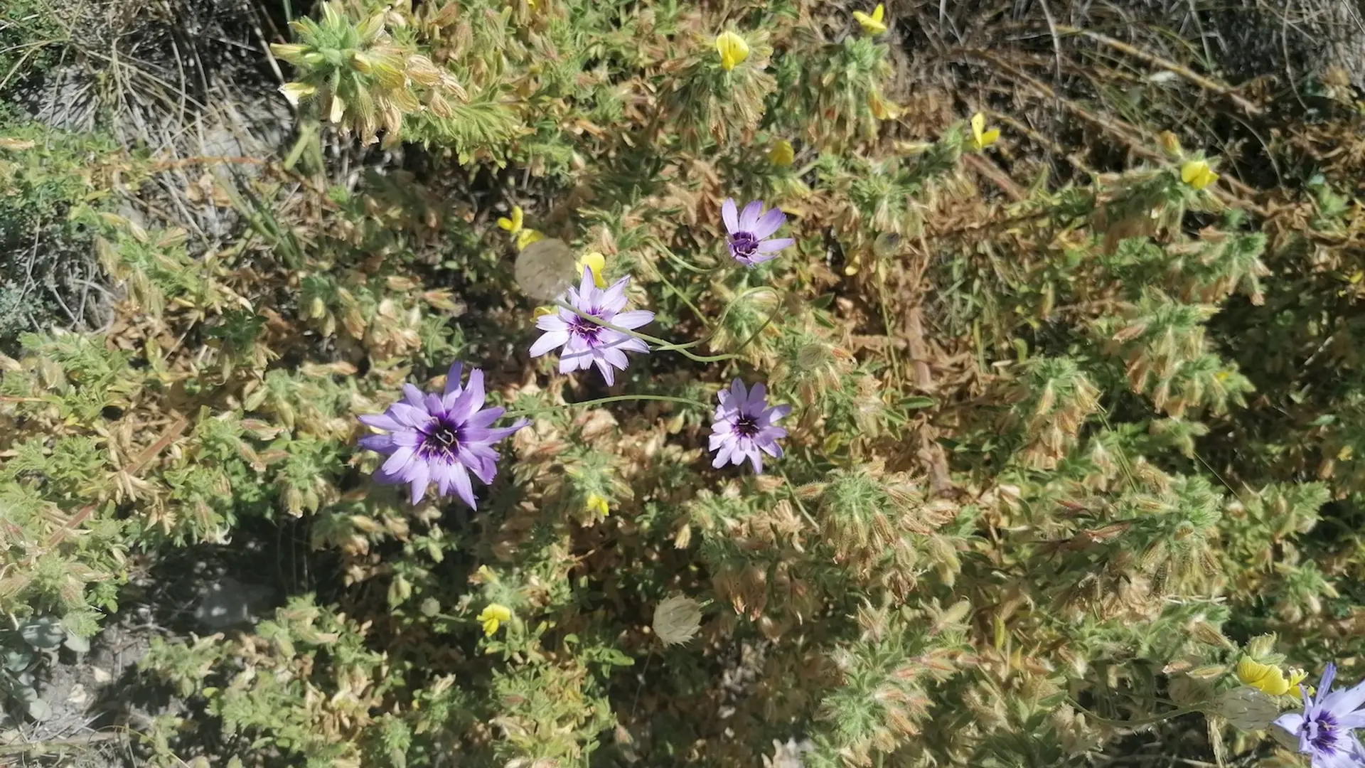 Catananche bleue