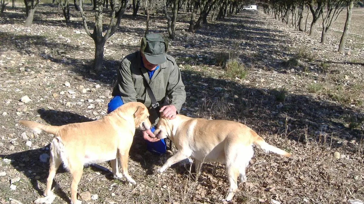 Séjour truffes